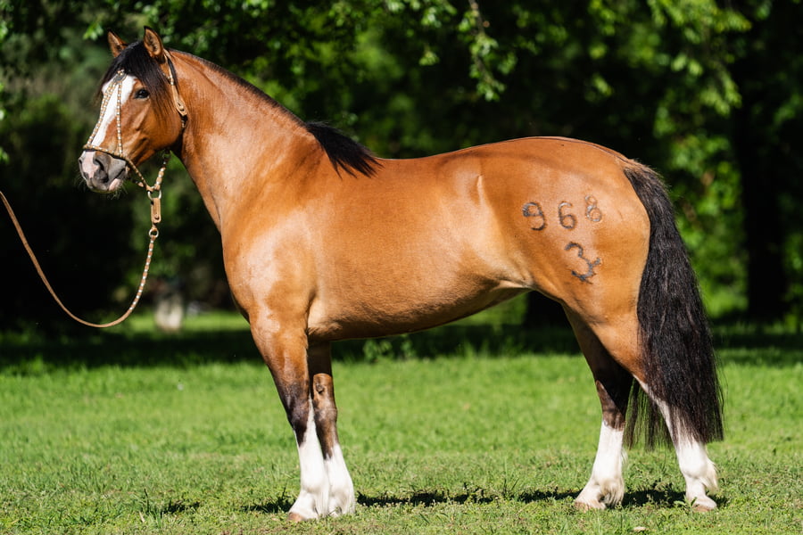 Lote COSCOJERA ALTAMISA