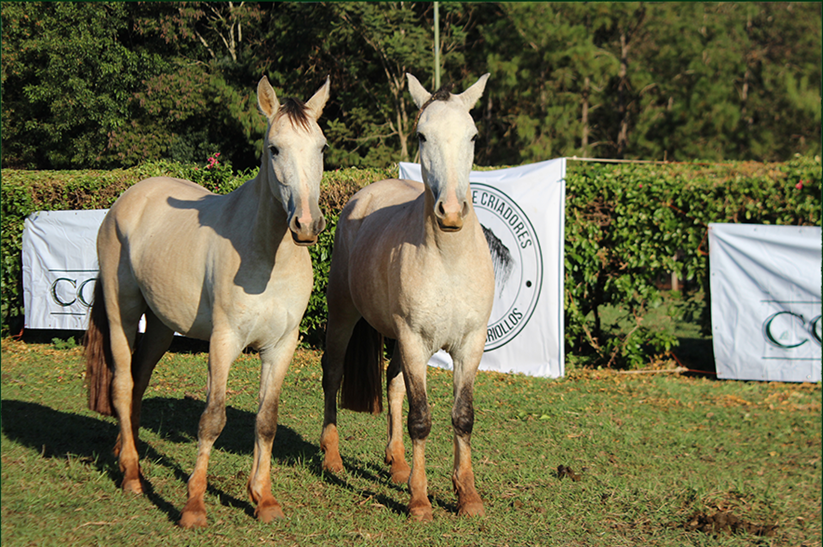 Lote ENB JEROVIA 296