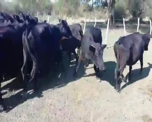 Lote 25 Vacas nuevas C/ cria en Villaguay, Entre Ríos