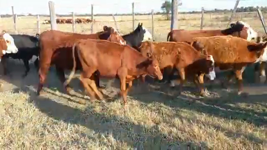 Lote 52 Terneras Braford en Altos de Chipion, Córdoba