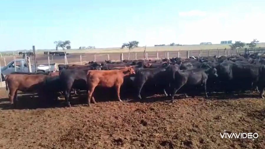 Lote 120 Terneras en Realicó, La Pampa