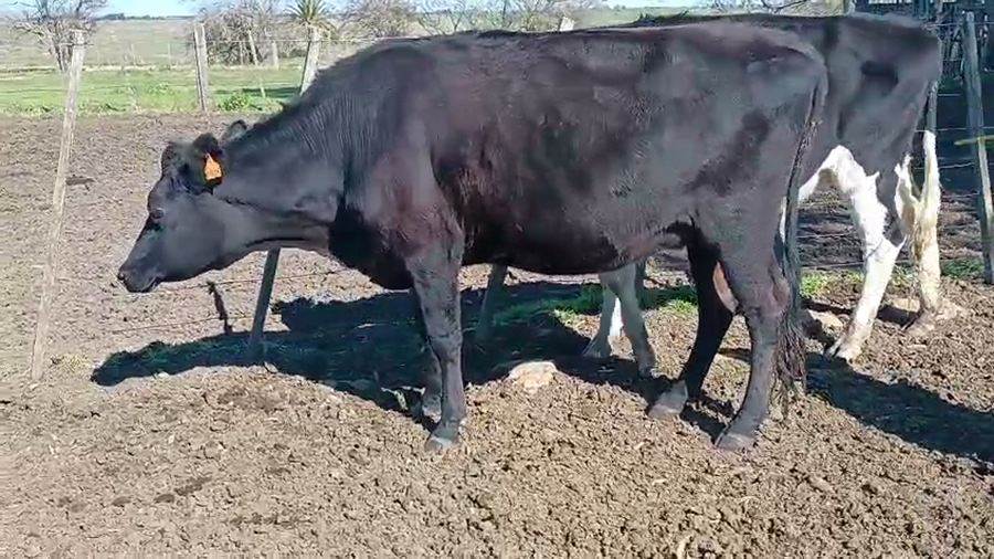 Lote 2 Vaquillonas  a remate en Pantalla Aniversario - Escritorio Camy, San José