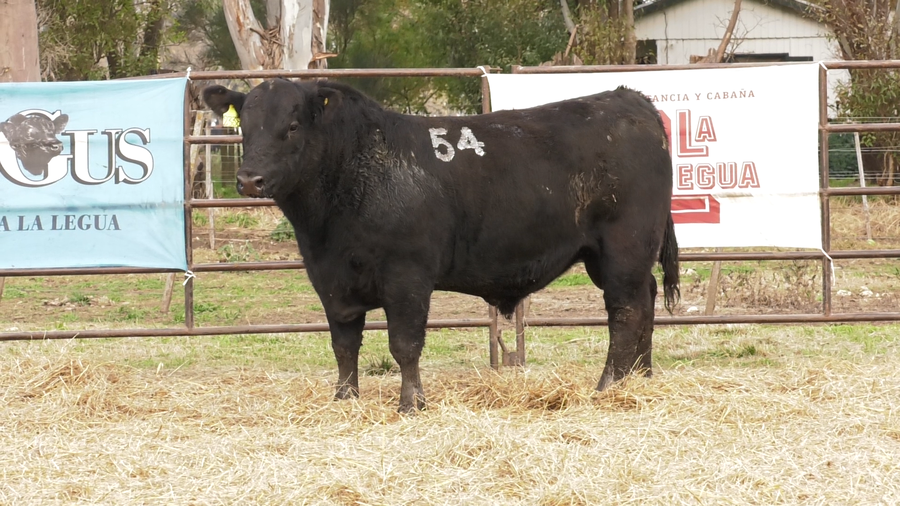 Lote TOROS ANGUS NEGROS  PC