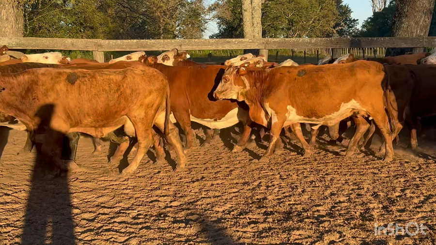 Lote 33 Vacas de invernar en Corrientes, Lavalle