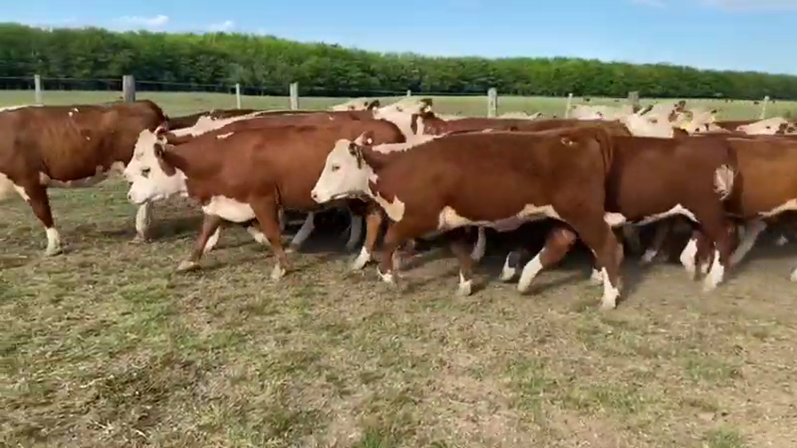 Lote 21 Vaquillonas en Nogoyá, Entre Ríos