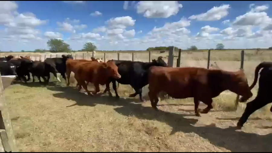 Lote 90 Novillitos y vaquillonas