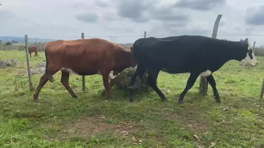 Lote 21 VACAS - 21 TER