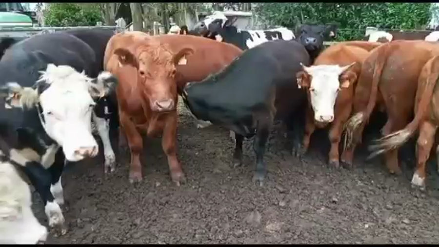 Lote NOVILLOS DE 1 A 2