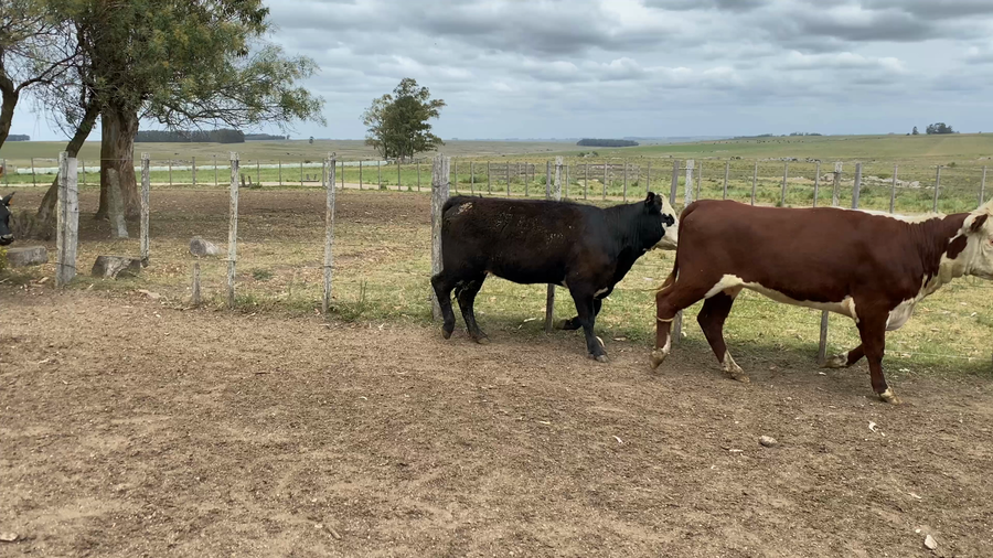 Lote 51 Vaquillonas 1 a 2 años en Palermo, Florida