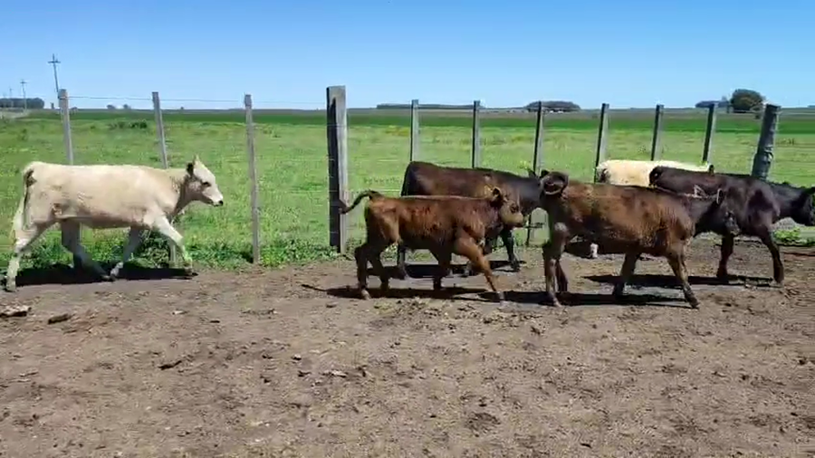 Lote 5 Terneros a remate en Pantalla Camy, San José