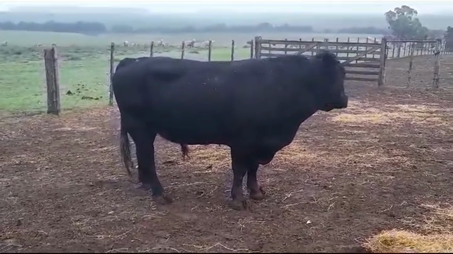 Lote TORO ANGUS