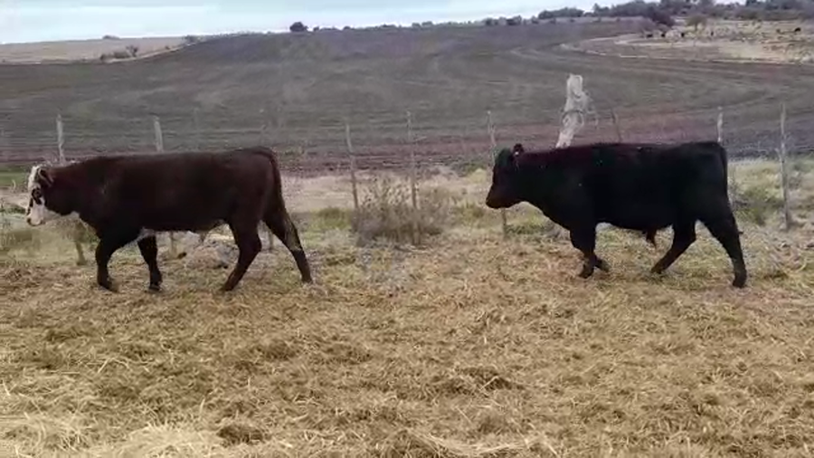 Lote (Vendido)2 Toros a remate en PANTALLA GARLAND 260kg -  en SANTA ELENA