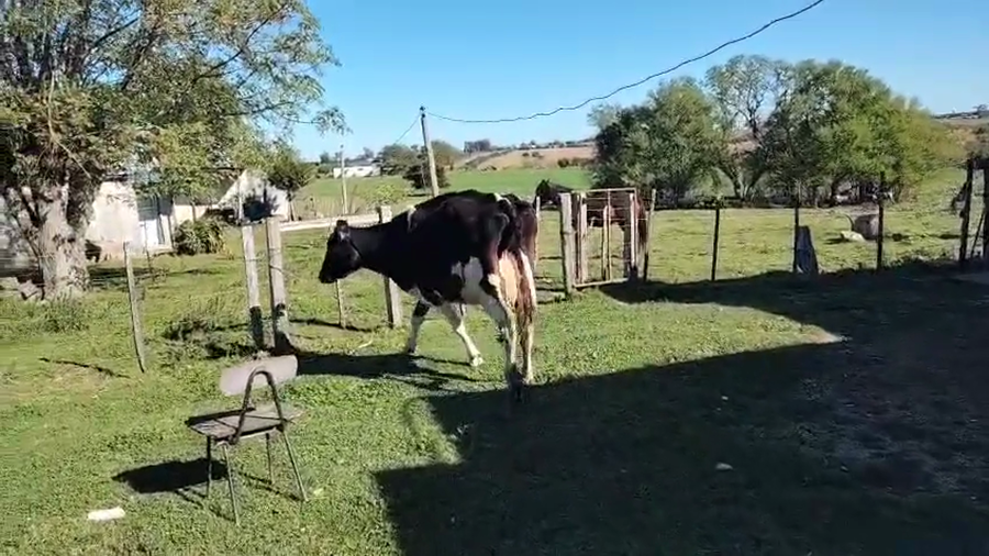 Lote Vaca a remate en Pantalla Camy, San José