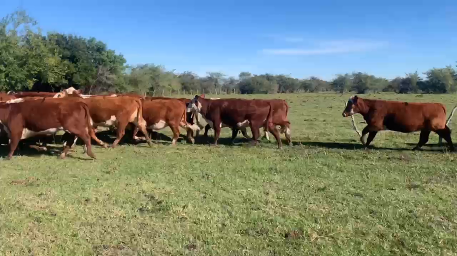 Lote 30 Vientres preñados