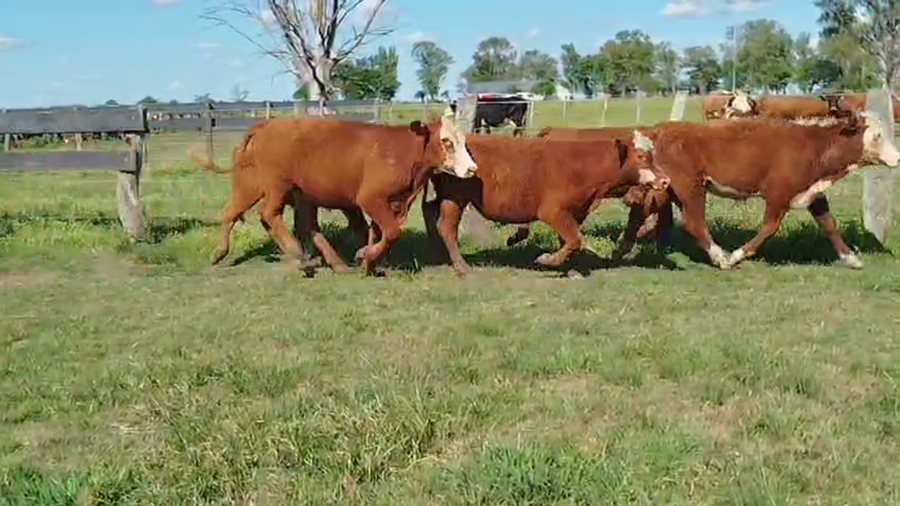 Lote 105 Terneros