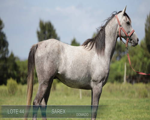Lote SAREX