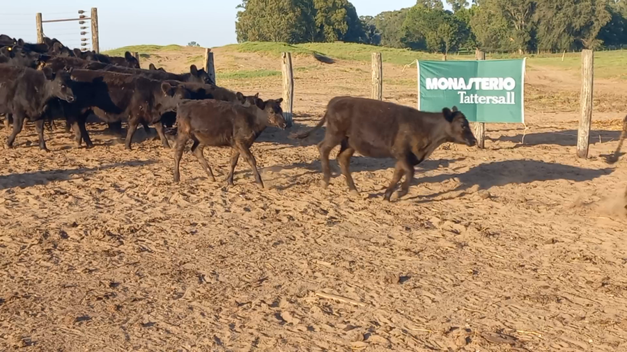 Lote 68 Terneros en Guamini