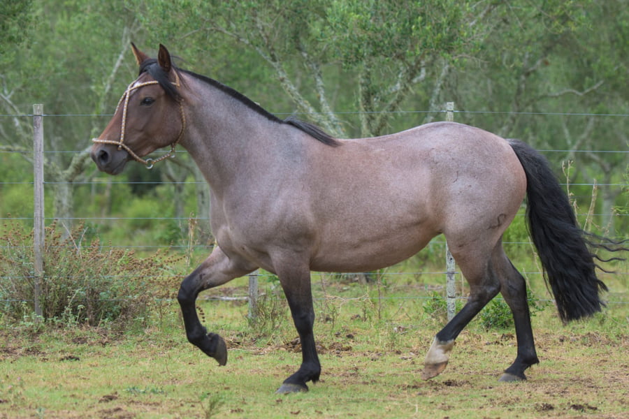 Lote Granada del Mavial