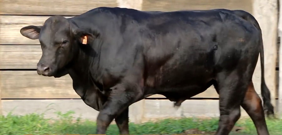 Lote TOROS DE 3 AÑOS