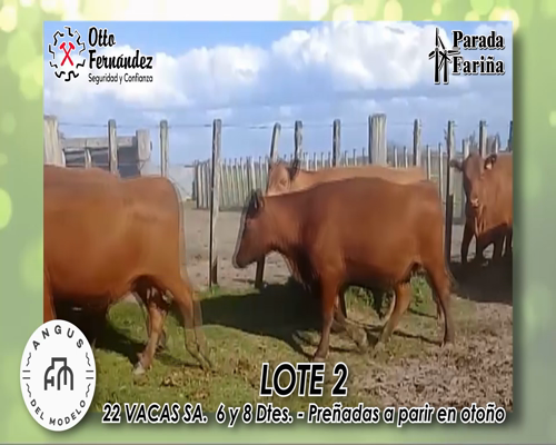 Lote 22 VACAS SA. 6 Y 8 DTES. PREÑADAS A PARIR EN OTOÑO
