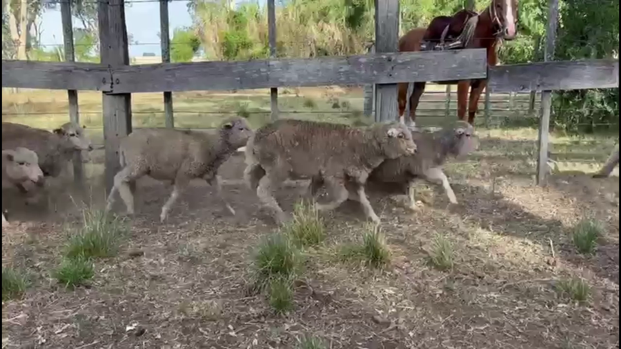 Lote CORDEROS/AS