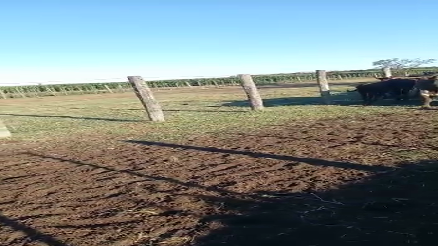 Lote 23 Vacas y 23 Crías Braford, en Las Varillas, Córdoba