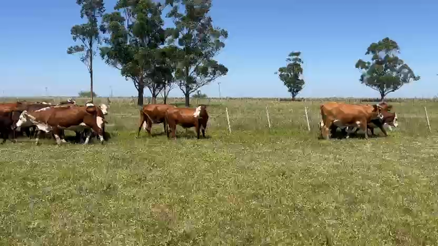 Lote 35 Vientres preñados en Corrientes, Mercedes