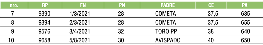 Lote TOROS ANGUS NEGROS PC