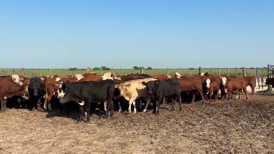 Lote 86 Terneros