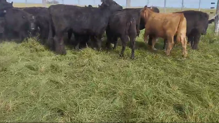 Lote 21 Terneras en Dolores, Buenos Aires