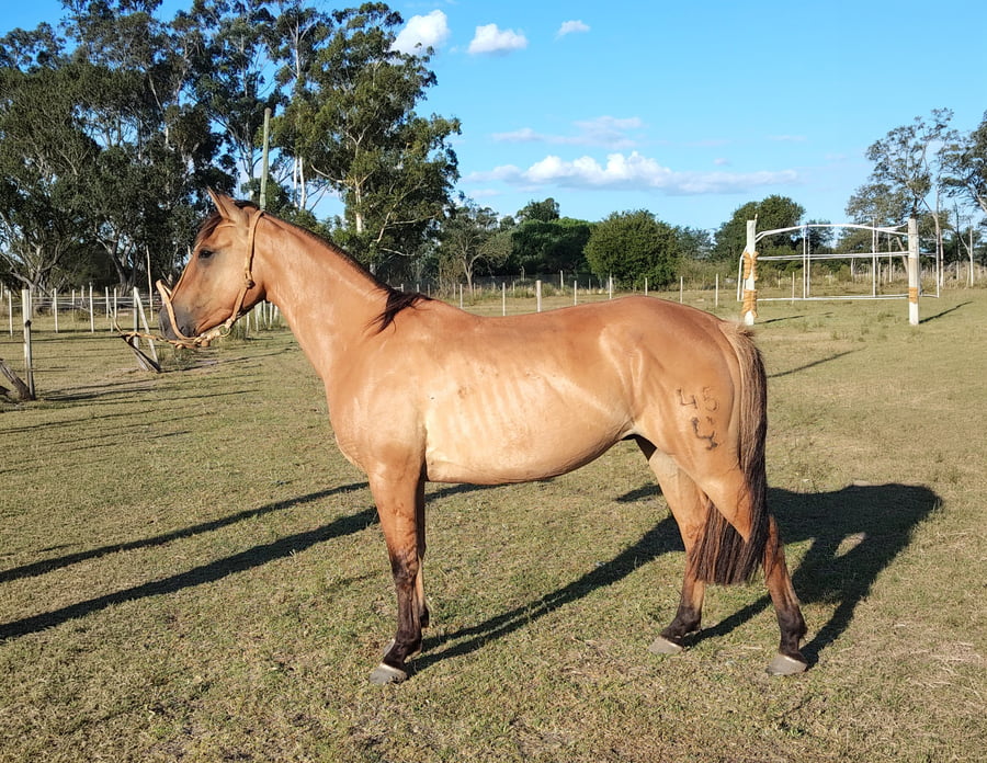 Lote MINUANO DEL PORRÚA