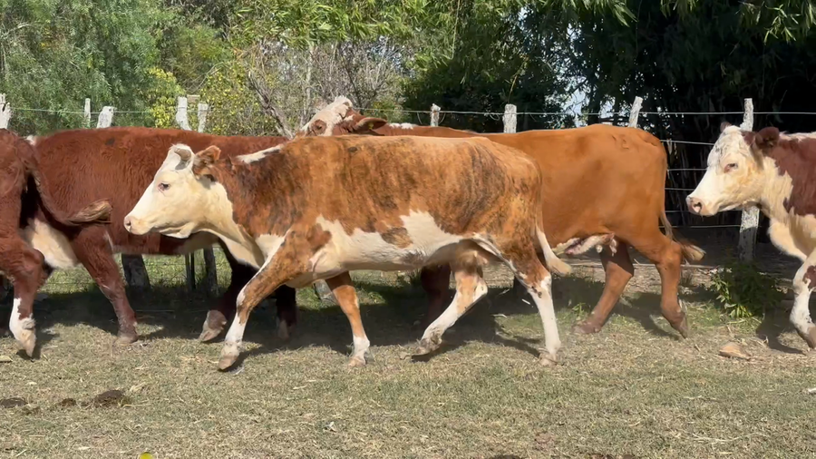 Lote 19 Vacas
