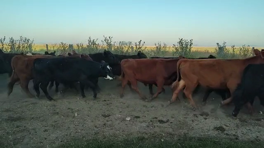 Lote 22 Terneros/as en Buenos Aires, Benito Juárez