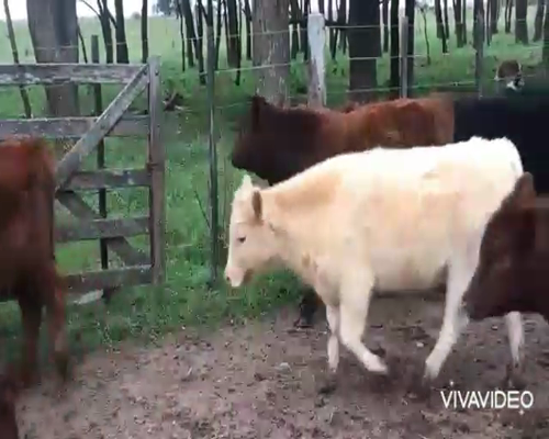 Lote 60 Terneros/as en Brandsen, Buenos Aires