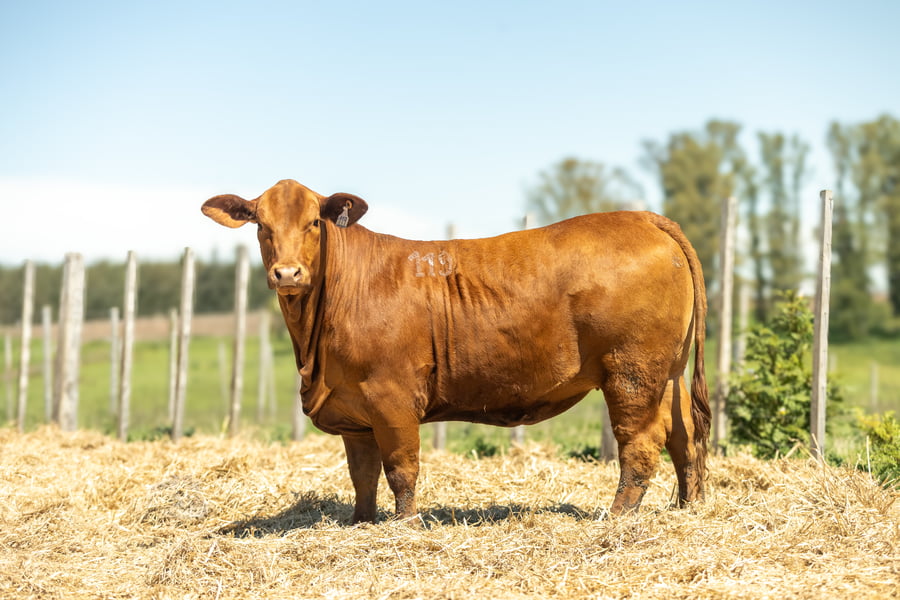 Lote Lote 11 Jacaranda