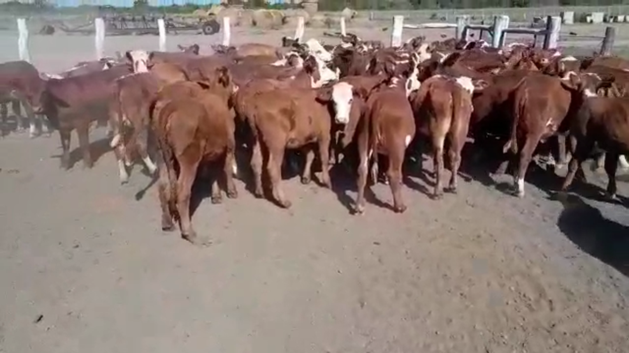Lote 70 Terneras en Federal, Entre Ríos