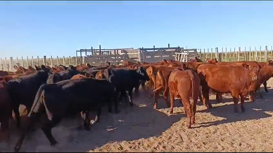 Lote 49 Vaquillonas en Buenos Aires, Pehuajó