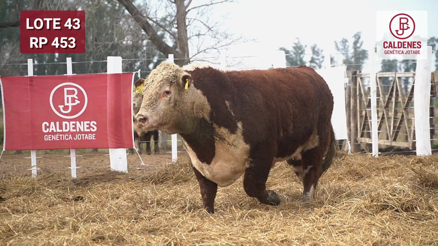 Lote Toro PR
