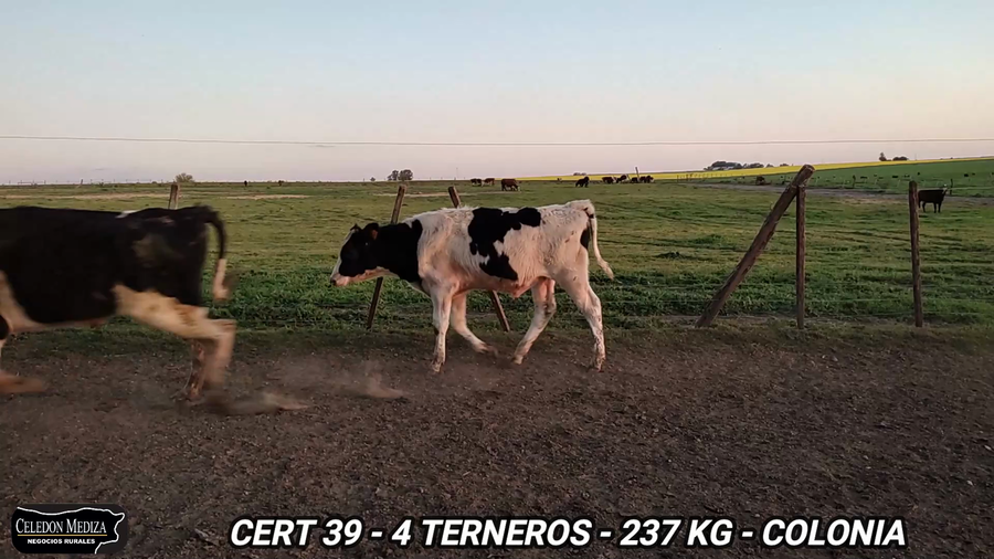 Lote 4 Terneros en Colonia