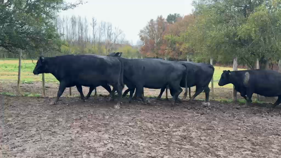 Lote VACAS PREÑADAS