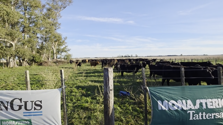 Lote 60 Terneros en Monte
