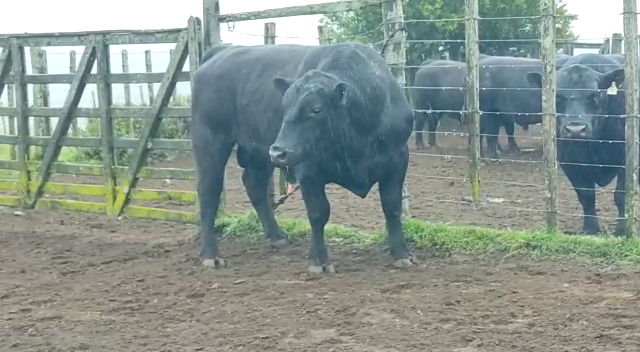 Lote Angus - Roca Negra