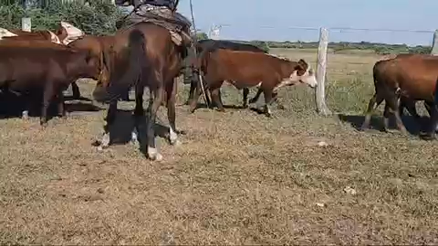 Lote 70 Terneros en Esquina, Corrientes