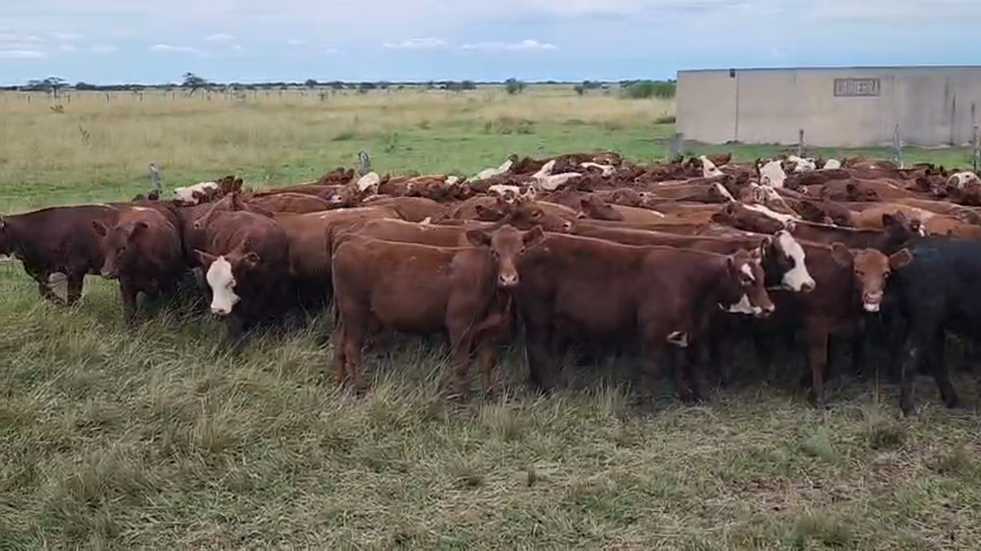 Lote 240 Terneras
