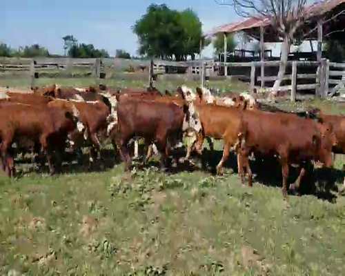 Lote 120 Terneros/as en Itatí, Corrientes