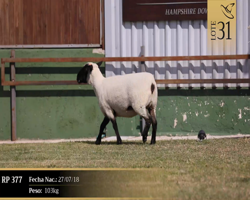 Lote Borregas a remate en Cabaña Las Brujas, San José