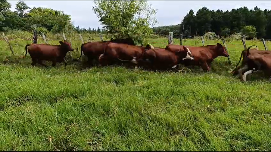 Lote 57 Novillitos y vaquillonas en Misiones, Posadas