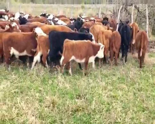 Lote 120 Terneros/as en Villaguay, Entre Ríos