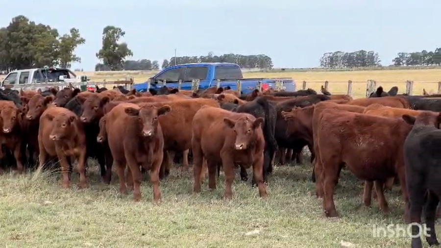 Lote 200 Terneros