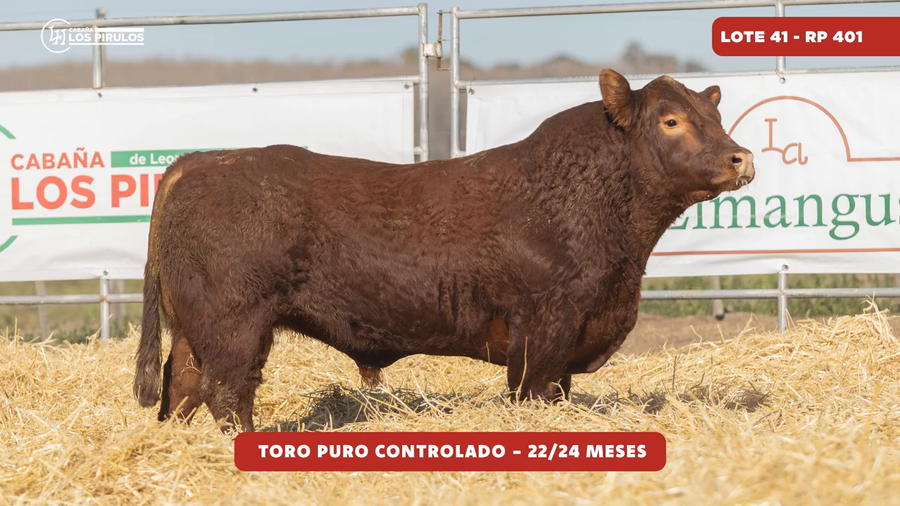 Lote TOROS PUROS CONTROLADOS - 22/24 meses